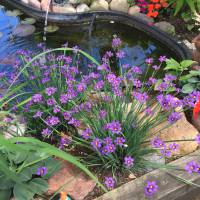 Photo Thumbnail #11: Blue-eyed Grass