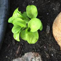 Photo Thumbnail #13: "Sun Mouse" Hosta