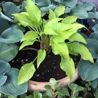 Photo Thumbnail #7: Lemon-Lime Hosta- small