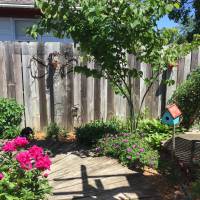 Photo Thumbnail #2: Redbud tree and Peonies in foreground