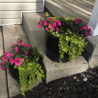 Photo Thumbnail #2: Some creeping Jenny, Coleus, and superbells in...