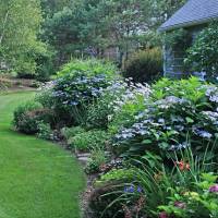 Photo Thumbnail #6: Lacecap hydrangeas in the patio garden