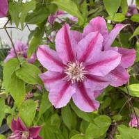 Photo Thumbnail #5: Clematis