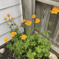 Photo Thumbnail #17: Large petal globeflower