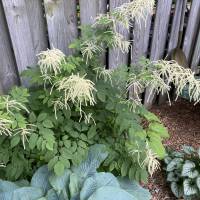 Photo Thumbnail #22: Goat’s beard