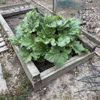 Photo Thumbnail #2: Rhubarb