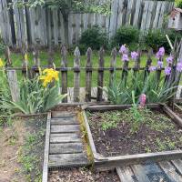 Photo Thumbnail #9: Irises in garden