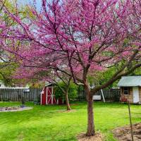 Photo Thumbnail #8: Spring Redbud