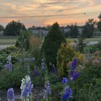 Photo Thumbnail #1: Delphiniums