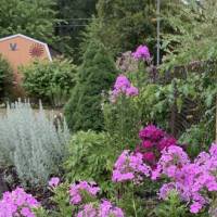 Photo Thumbnail #4: Phlox