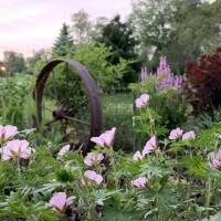 Photo Thumbnail #8: Geraniums