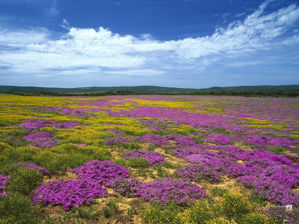 Dew-Flowers-Eastern-Cape-South-Africa-Wallpaper