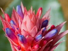 Bromeliad flower Bromeliad flower
