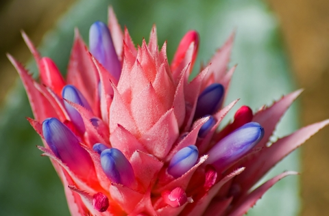 Bromeliad flower - Air Plant Bromeliad flower - Air Plant