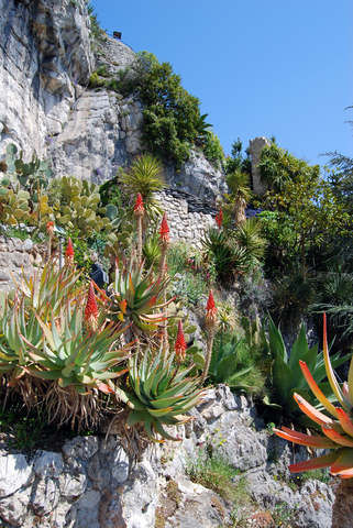 Air Plants in their native habitat