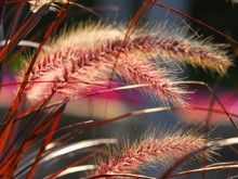 Grasses are illuminated by sunlight Grasses are illuminated by sunlight
