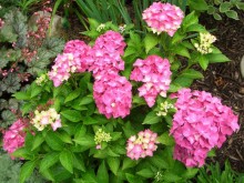 hydrangea hydrangea