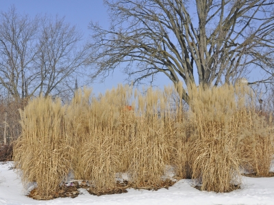 Ornamental grasses in winter