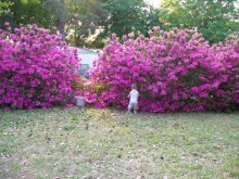 large yard large yard