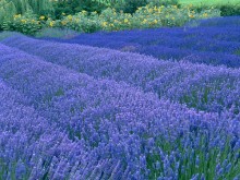 Lavender_Waves Lavender_Waves