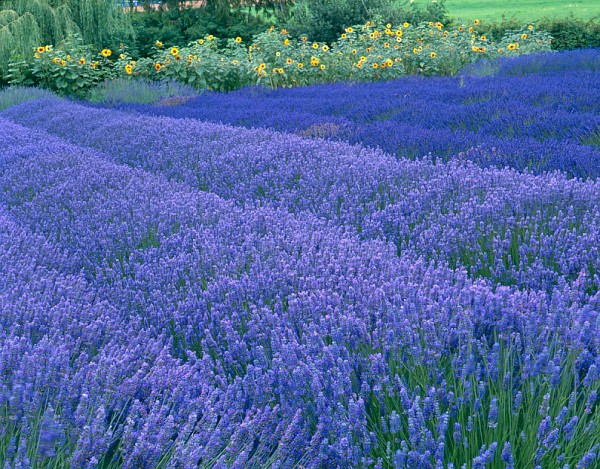 Growing and Using Lavender