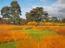 Grasses eliminate much grass cutting Grasses eliminate much grass cutting