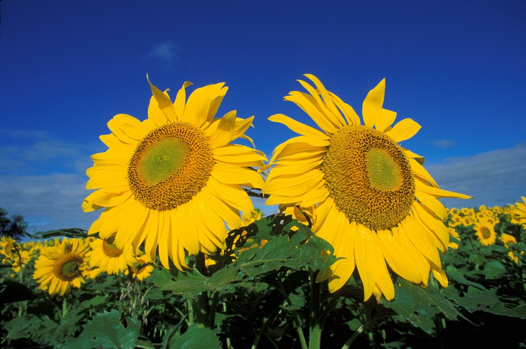 Sunflower Gardens