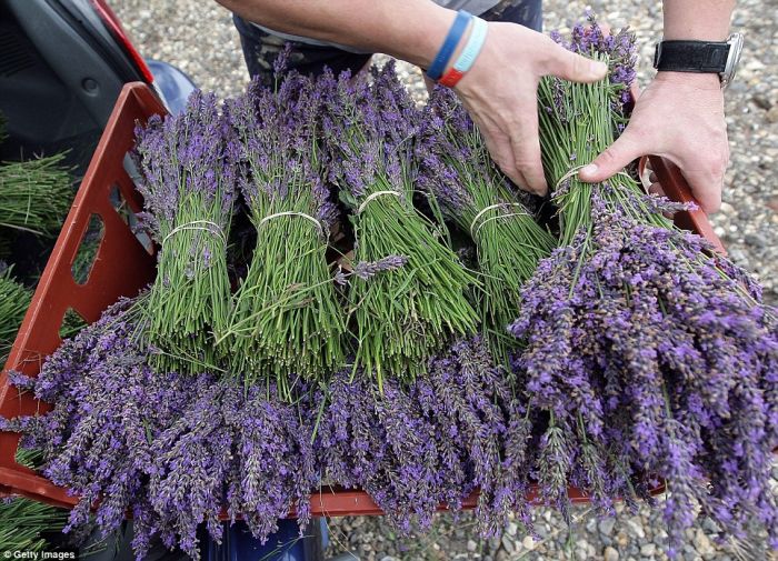 Lavender Harvesting 