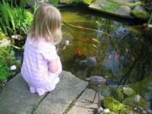 pond pond