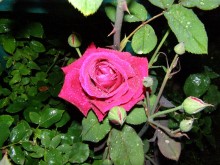 rose rose
