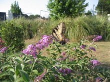 butterflies in your garden butterflies in your garden