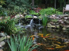 koi pond koi pond