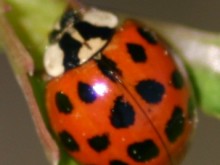 ladybug ladybug