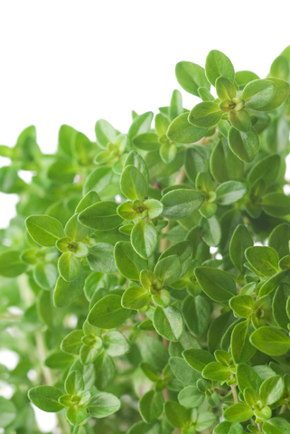 Lemon Thyme (Thymus x citriodorus)