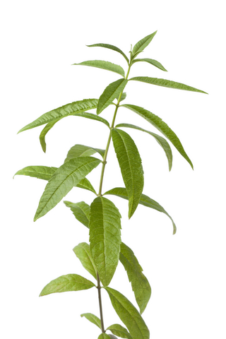 Lemon Verbena (Aloysia citriodora)
