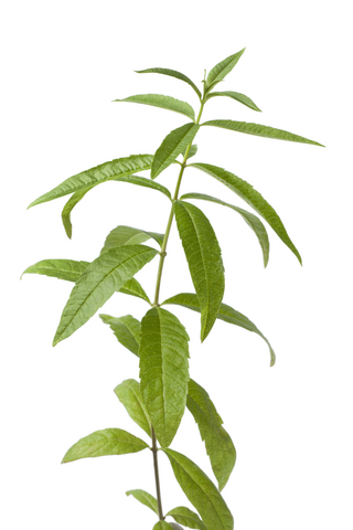 Lemon Verbena (Aloysia citriodora) Lemon Verbena (Aloysia citriodora)