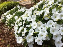 petunias petunias