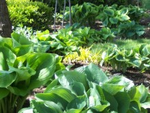 Tips for good soil Tips for good soil