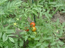 tomato growing tomato growing