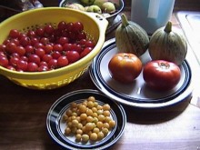tomato growing tips tomato growing tips