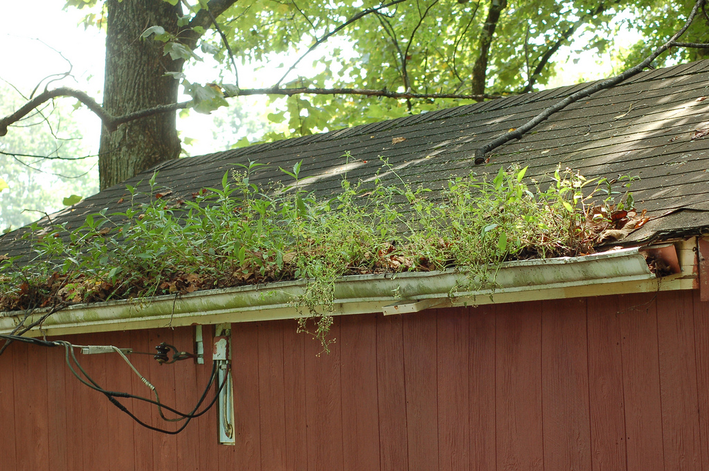 Landscaping Ideas & Garden Ideas > Gutter Garden