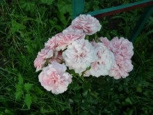 Old Roses Old Roses