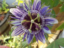 Passion Flower Passion Flower