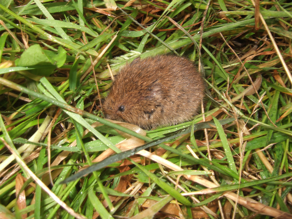 vVole