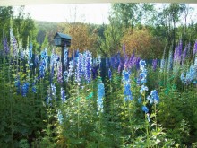 Blue Garden Blue Garden