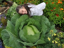 How To Grow a Giant Cabbage How To Grow a Giant Cabbage