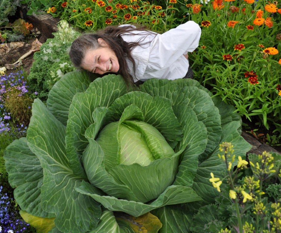 How To Grow a Giant Cabbage