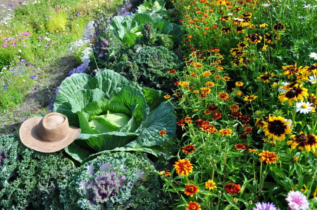Growing Your Giant Cabbage Growing Your Giant Cabbage