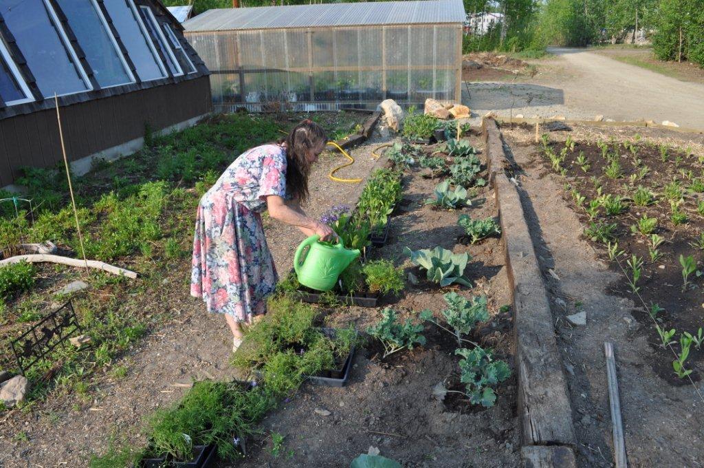 Giant Cabbage Care Giant Cabbage Care