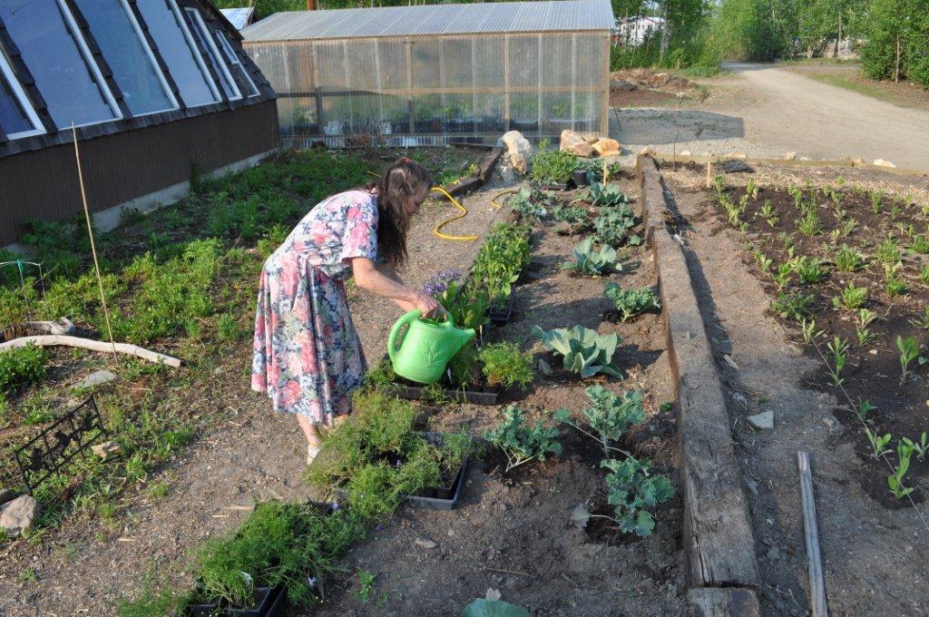 Giant Cabbage Care